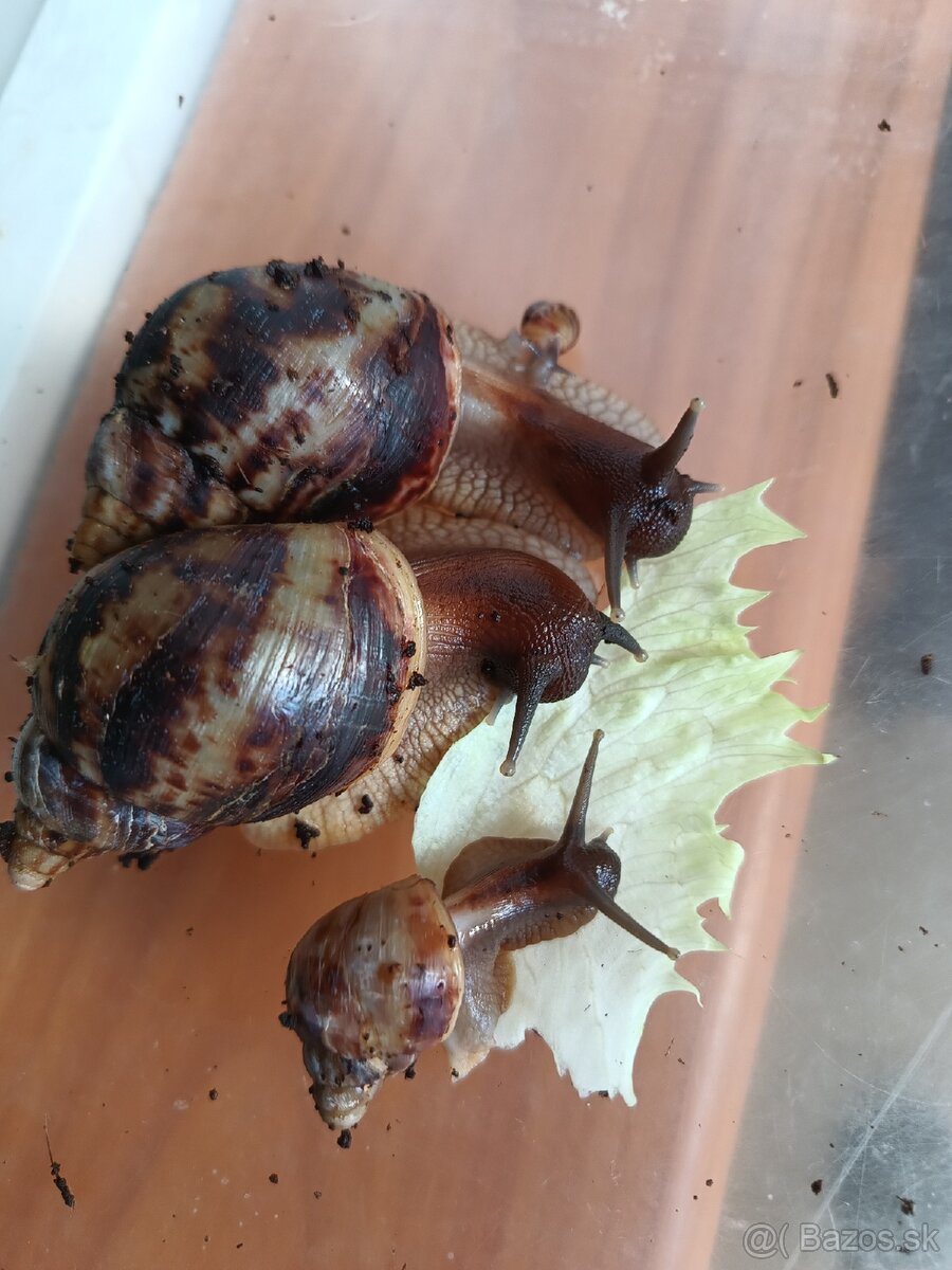 predám slimák africký Achatina reticulata