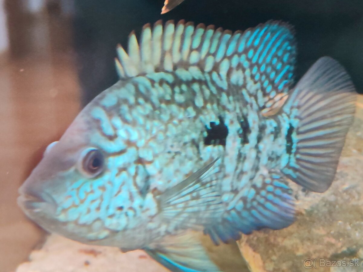 ‼️TOP RYBY ‼️