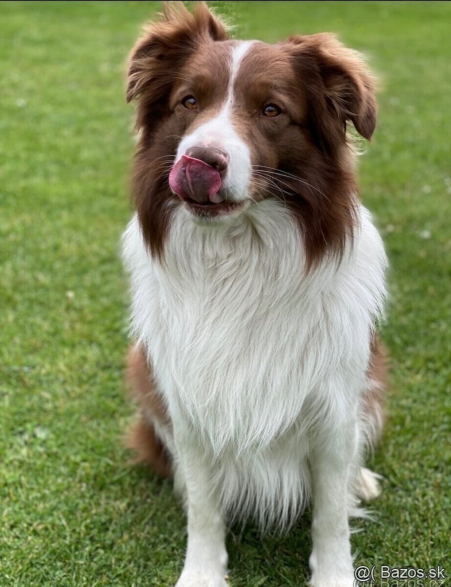 Border kolia psik na krytie