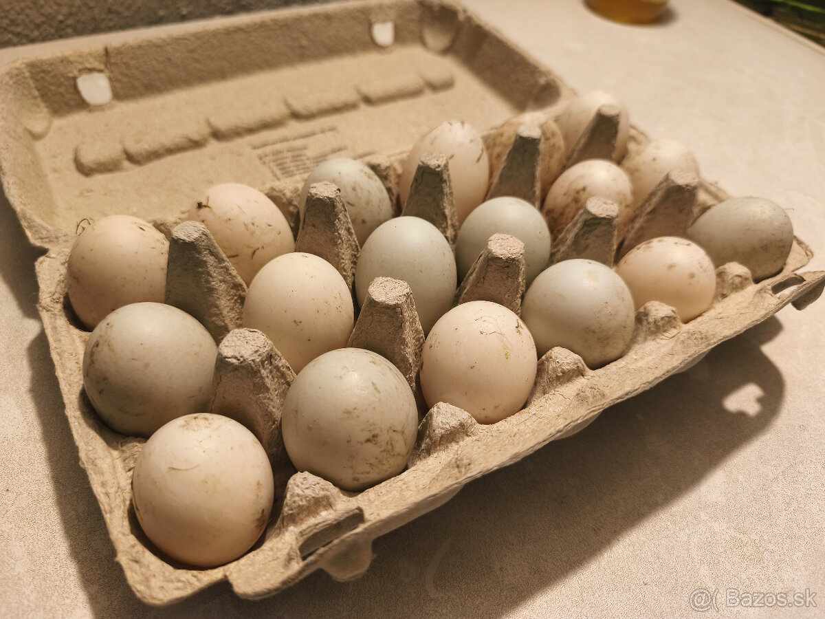 Kačacie vajíčka - Indický bežec