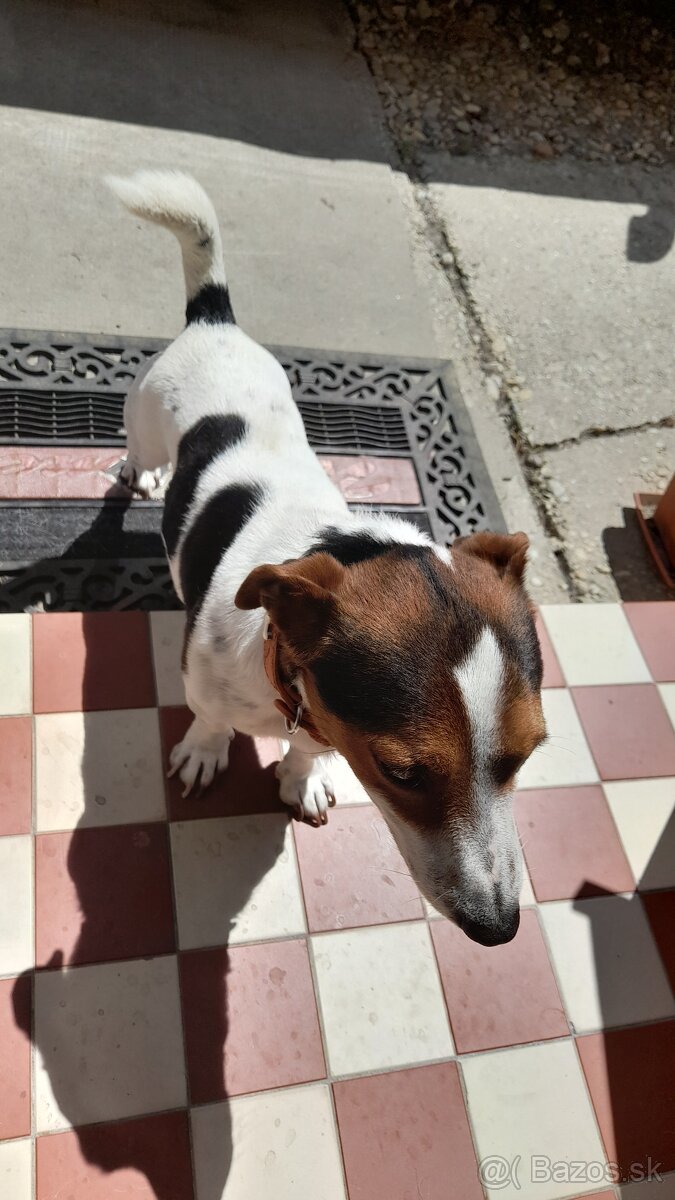 Darujem Jack Russel
