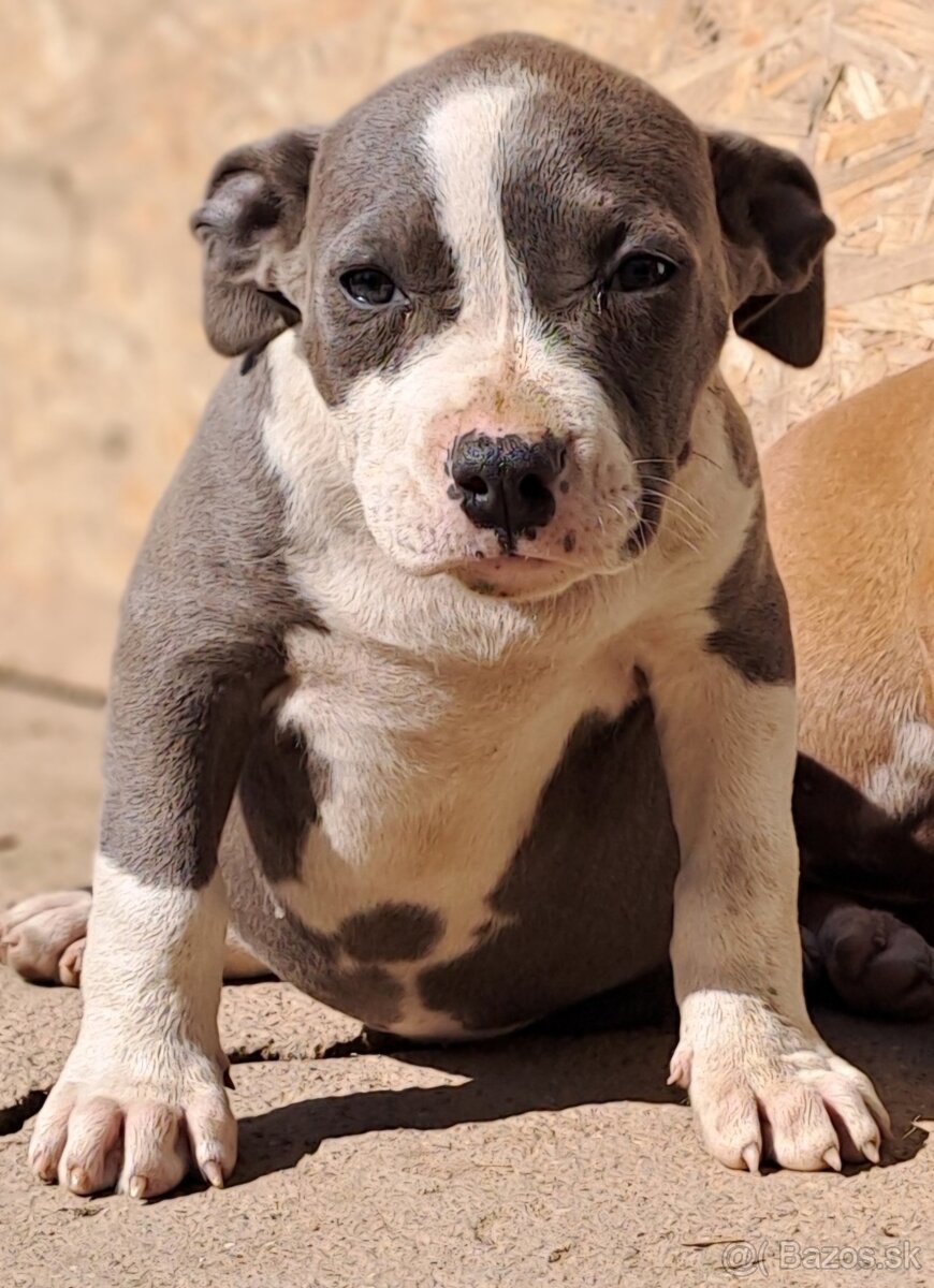 American bully XL s PP