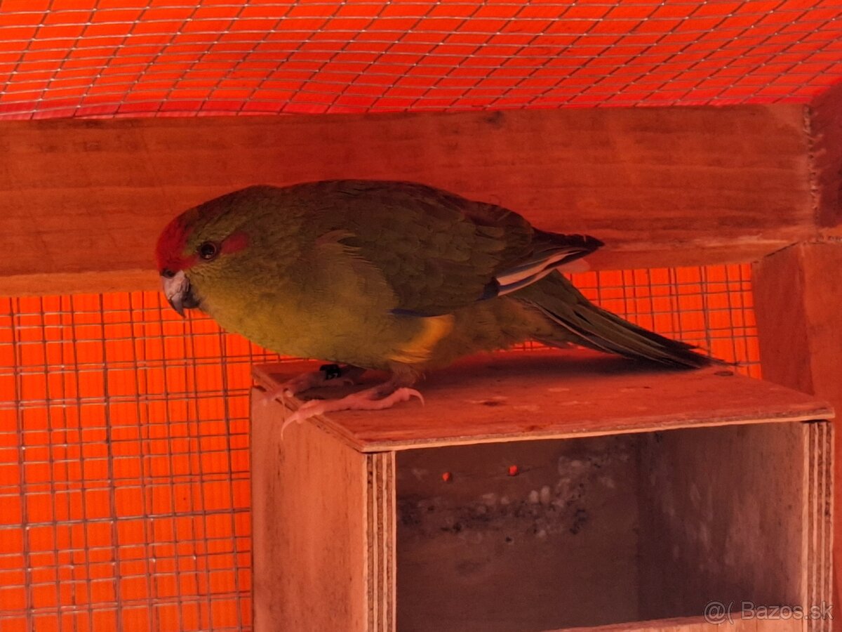 Kakariky