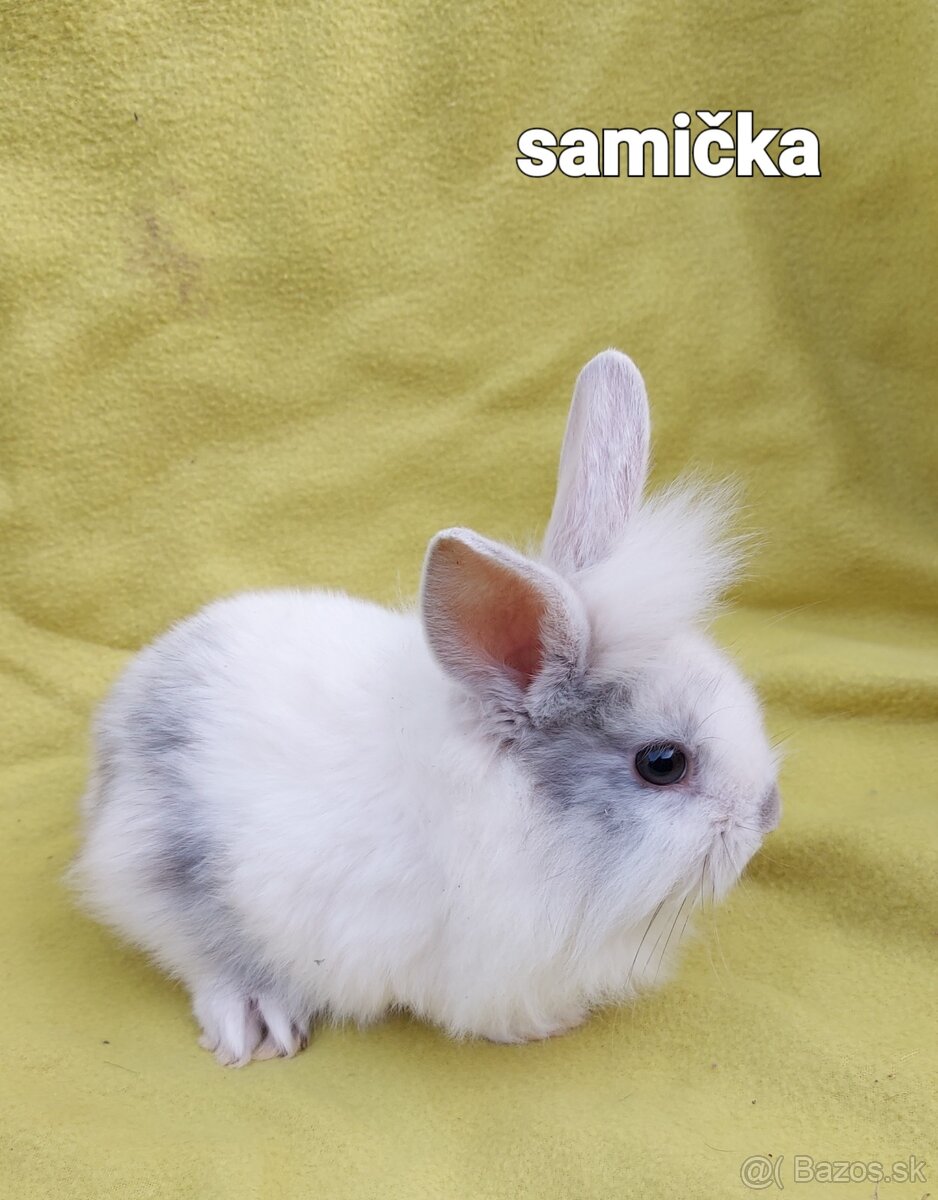 Zakrslí králik