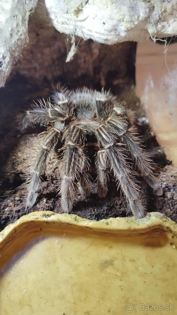 🕷️Predam vtackara Lasiodora parahybana s terariom