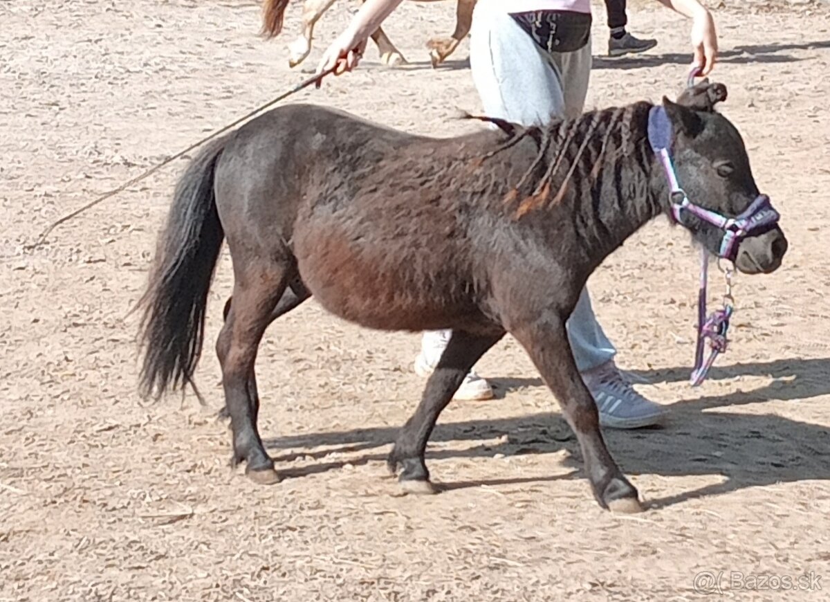 AMHA Minihorse valach s PP