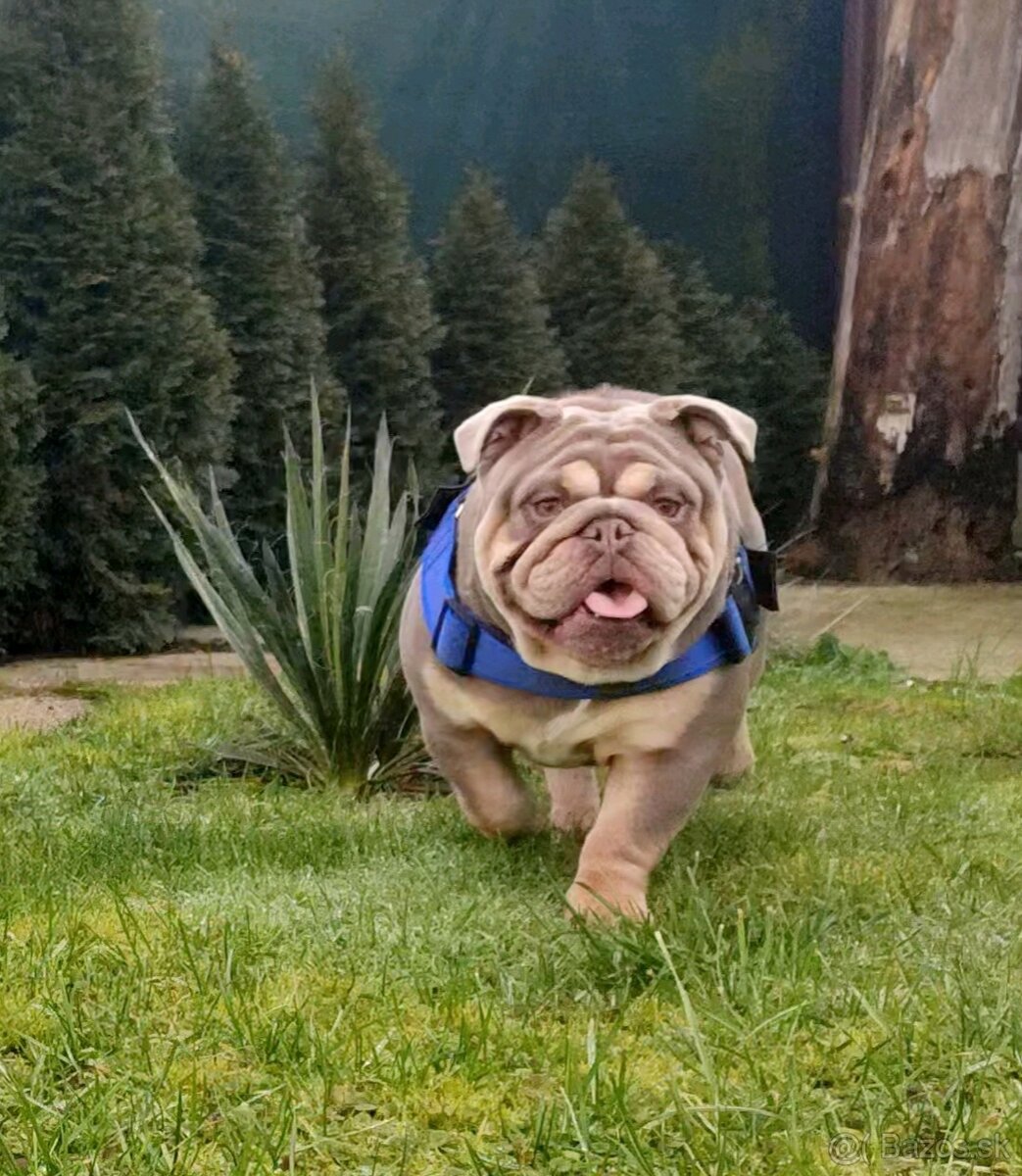 Anglický bulldog / buldog / buldok