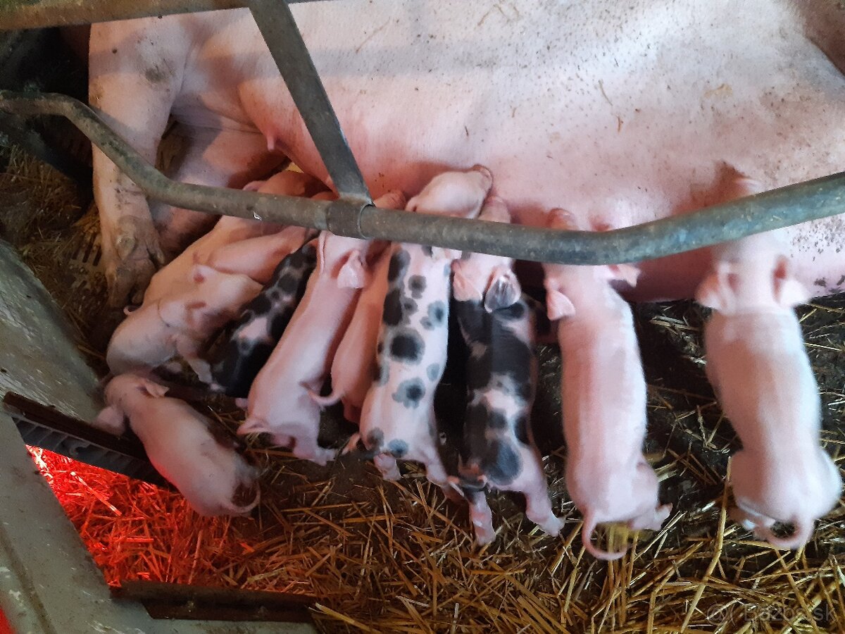 Predám odstavčatá