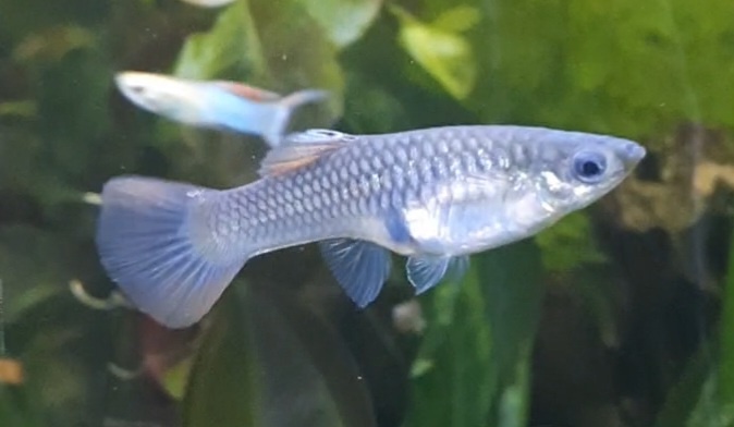 Predám gupky, prísavníky, slimáky