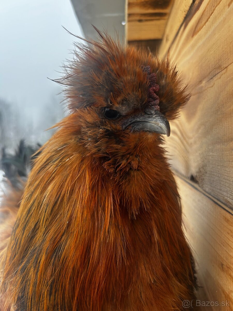 Kohút - Hodvábnička (Sillkie)