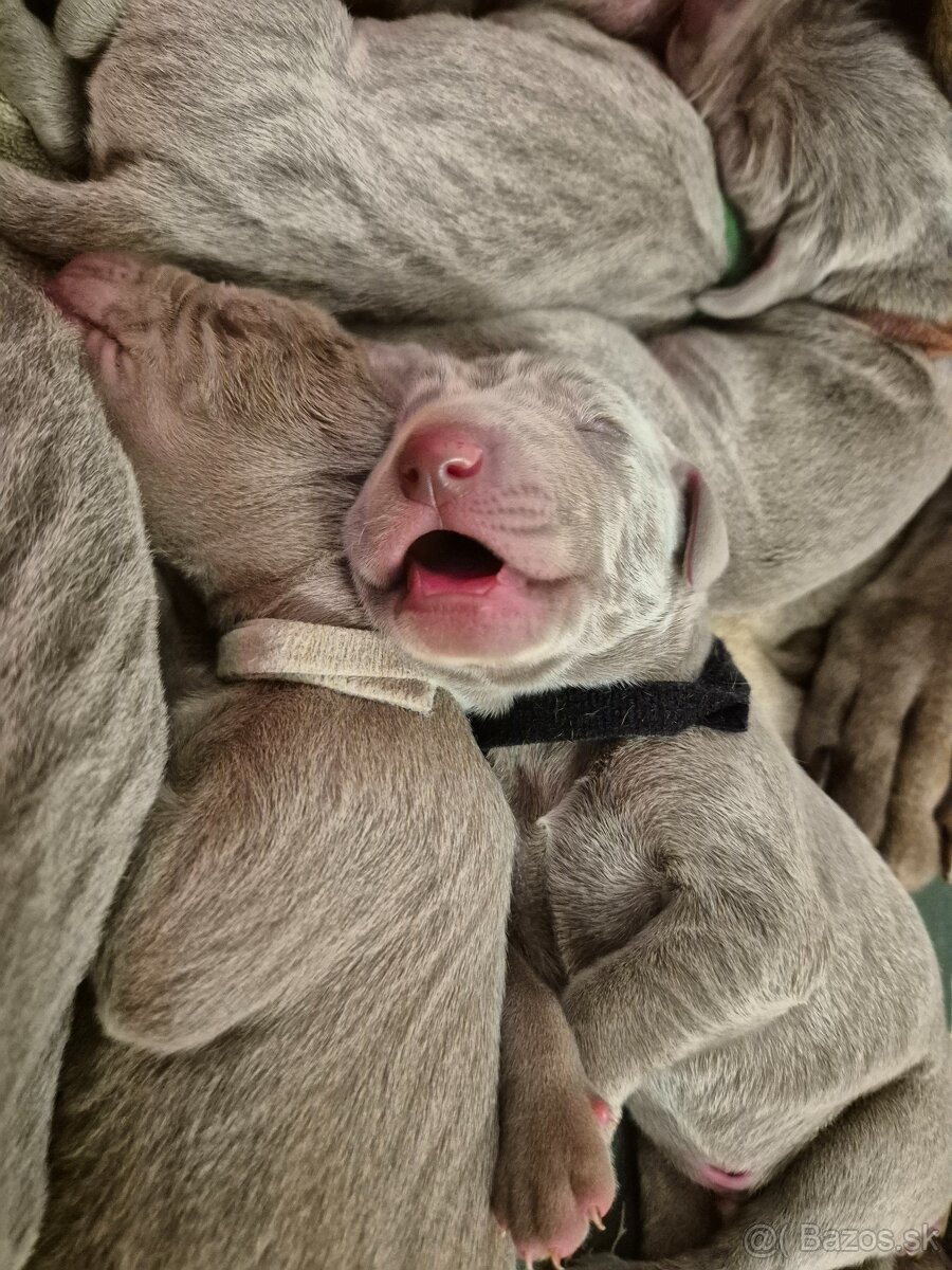 Šteniatka weimarského stavača s PP