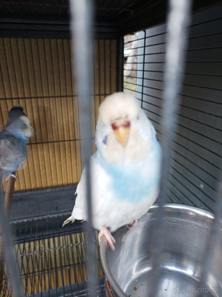 Predám polovystavne andulky