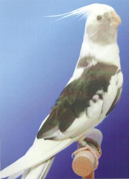 Korely
