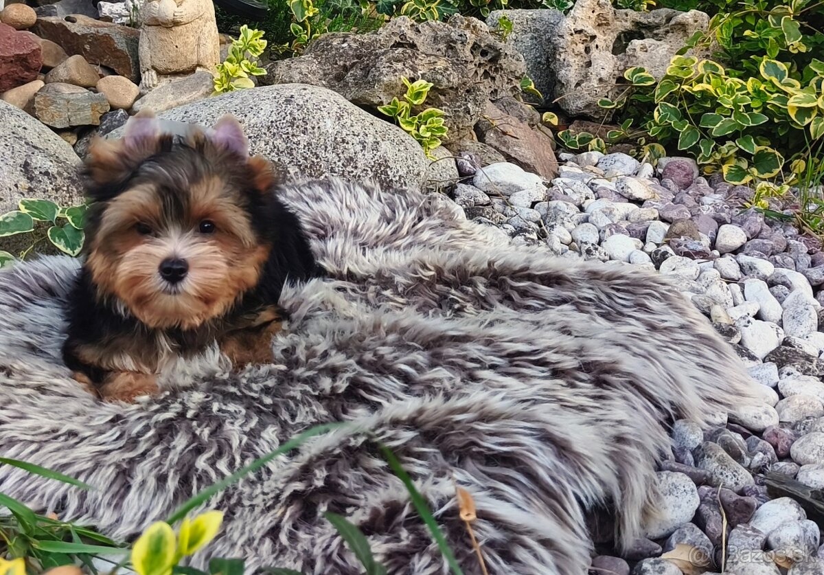 Yorkshire terrier