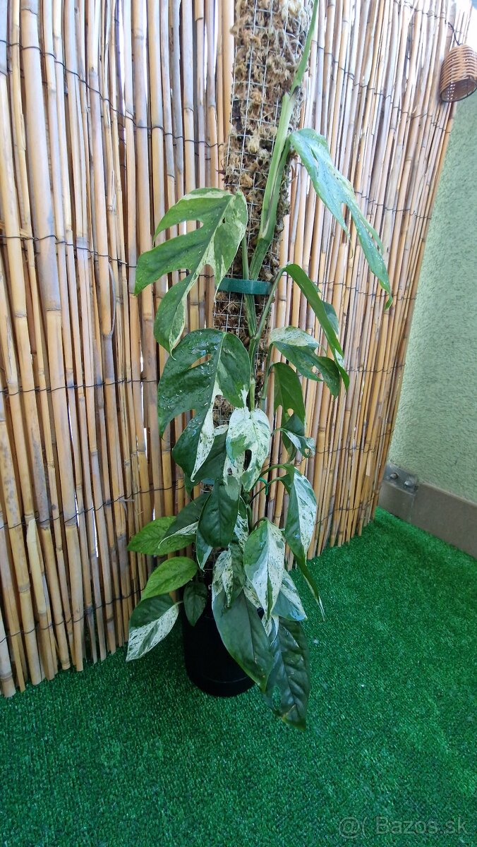 Epipremnum pinnatum marble