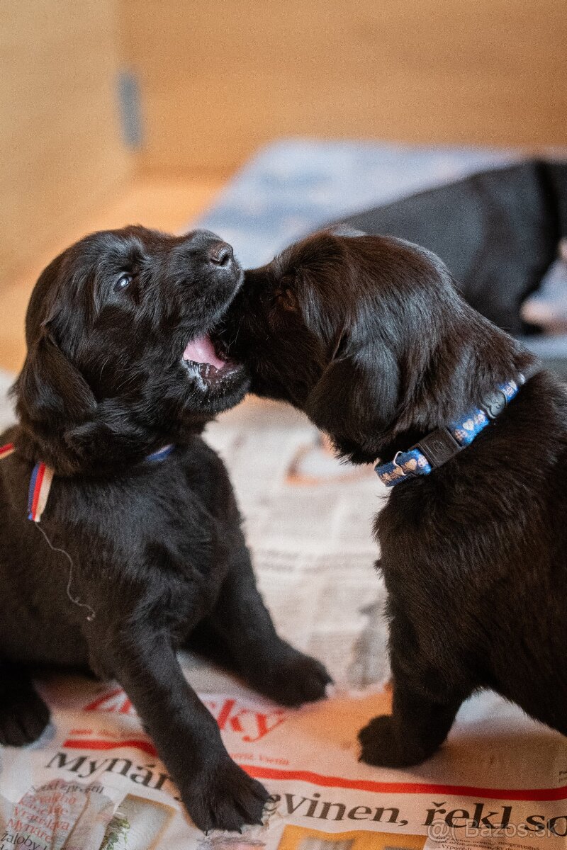 FLAT COATED RETRIEVER - štěňátka s PP