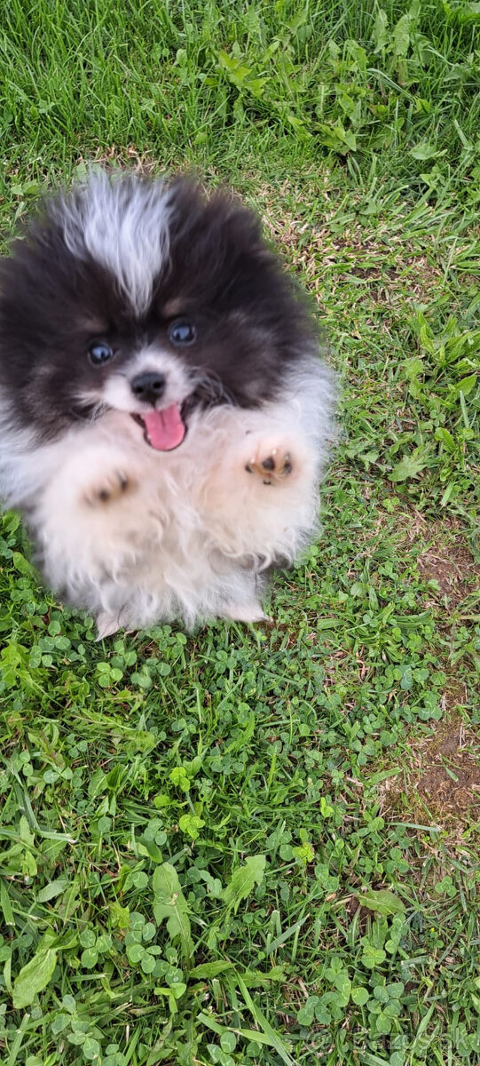Rozkošné šteniatko pomeraniana hľadá nový domov