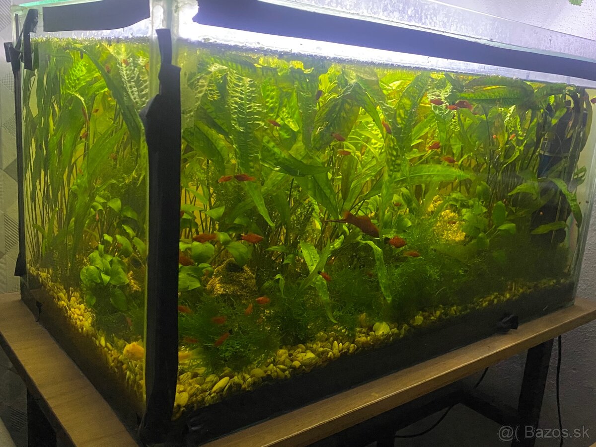 akvarium