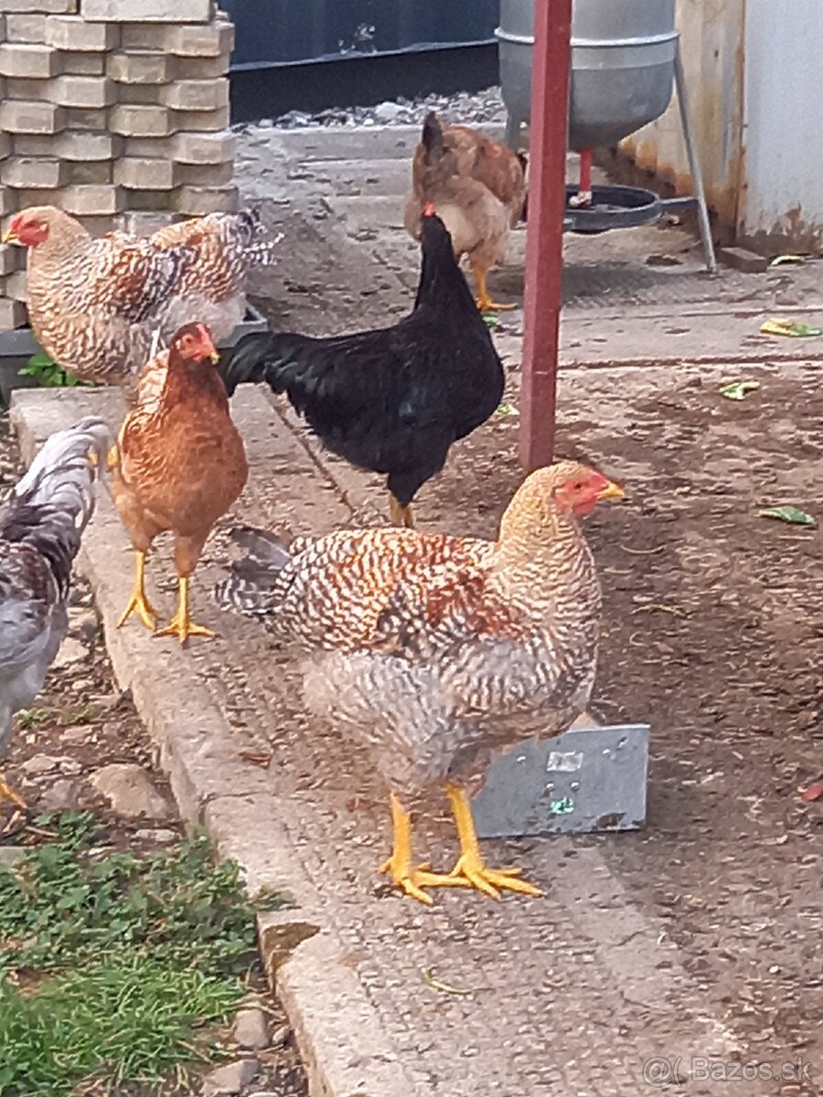 Kohút oravka rodofarebna