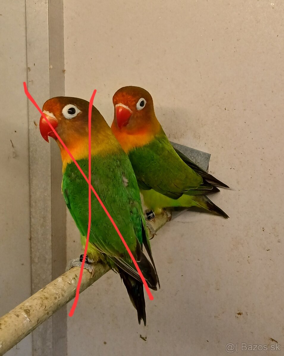 Agapornis