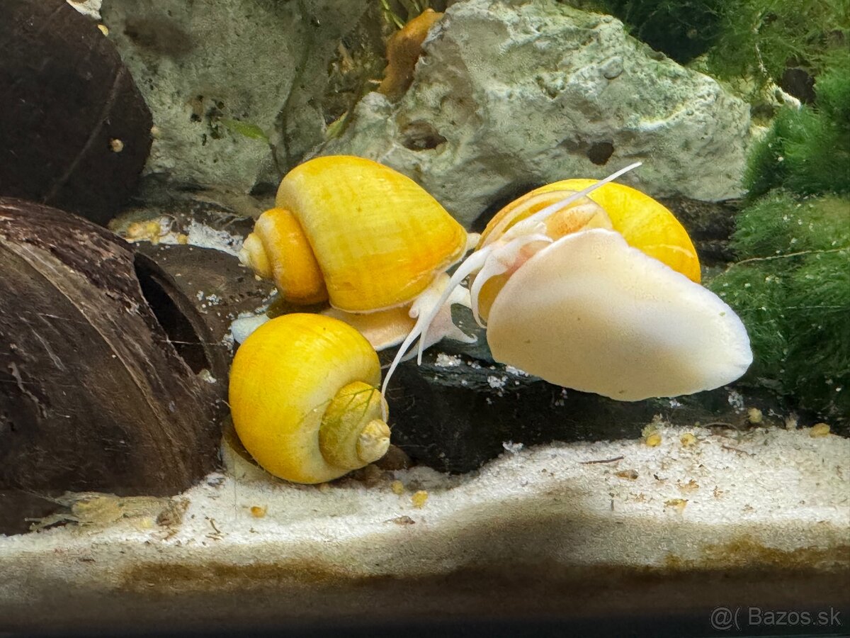 Predám mini ráčikov cambarellus demitu