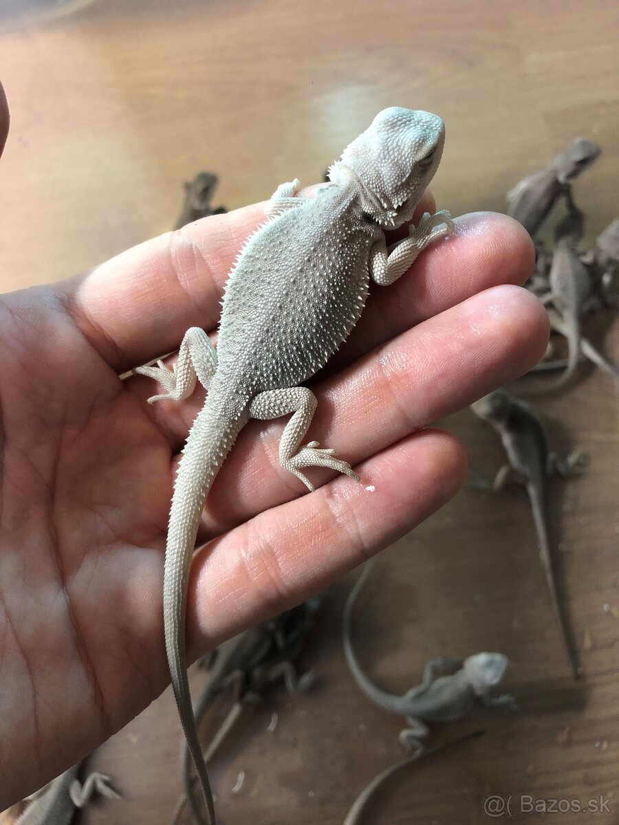 Hypo Zero Trans Agama Bradata
