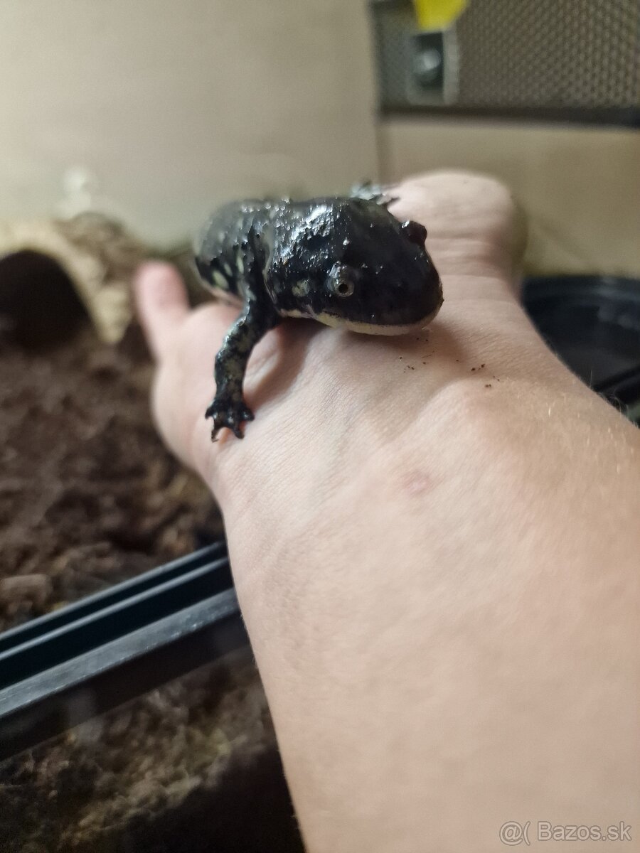 Salamandra