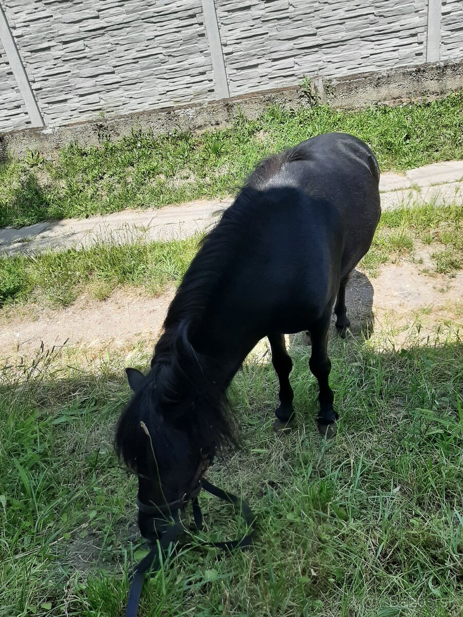 Ponik...