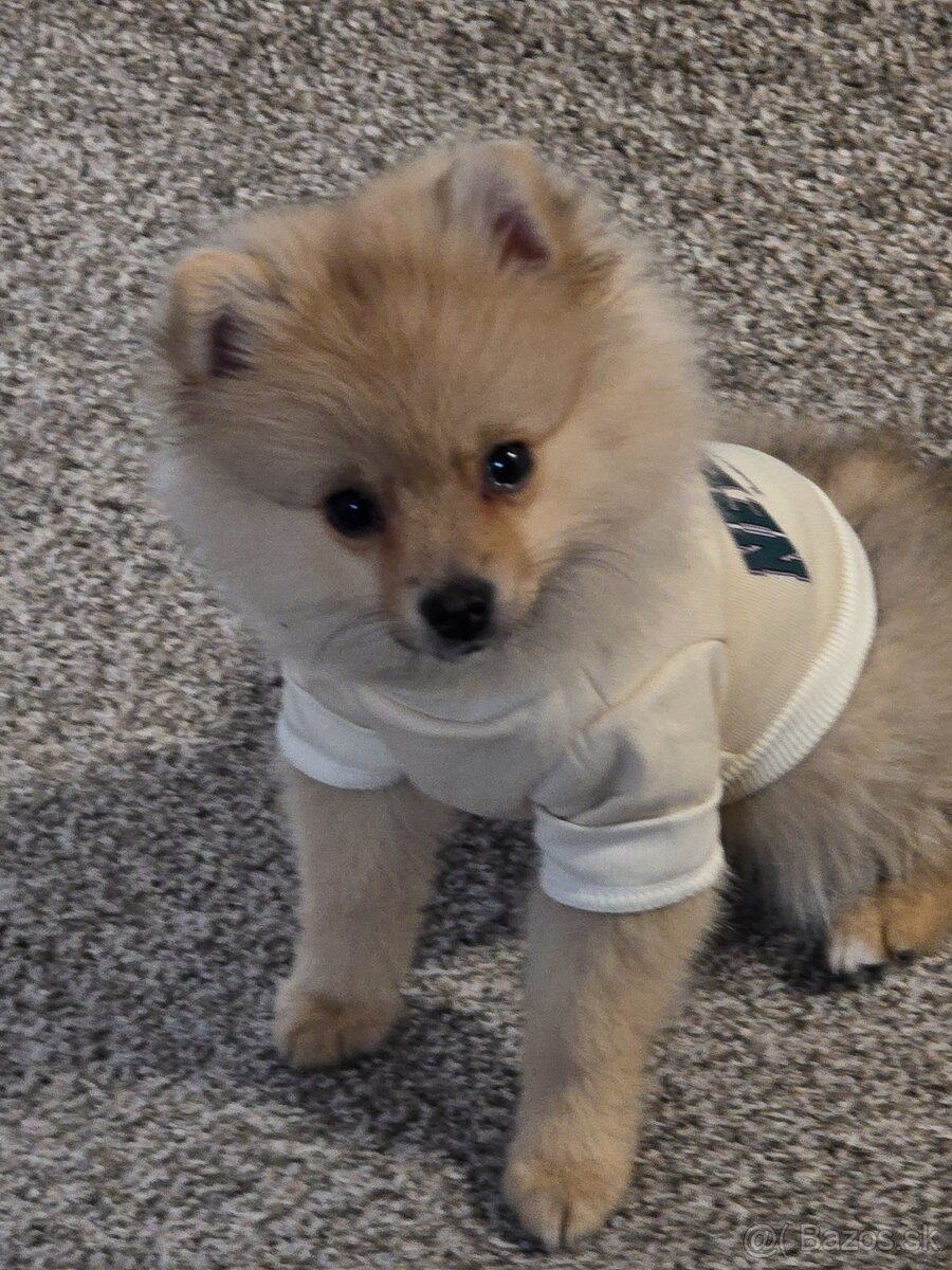 Mini pomerian
