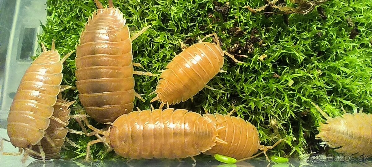 isopody porcellio laevis orange