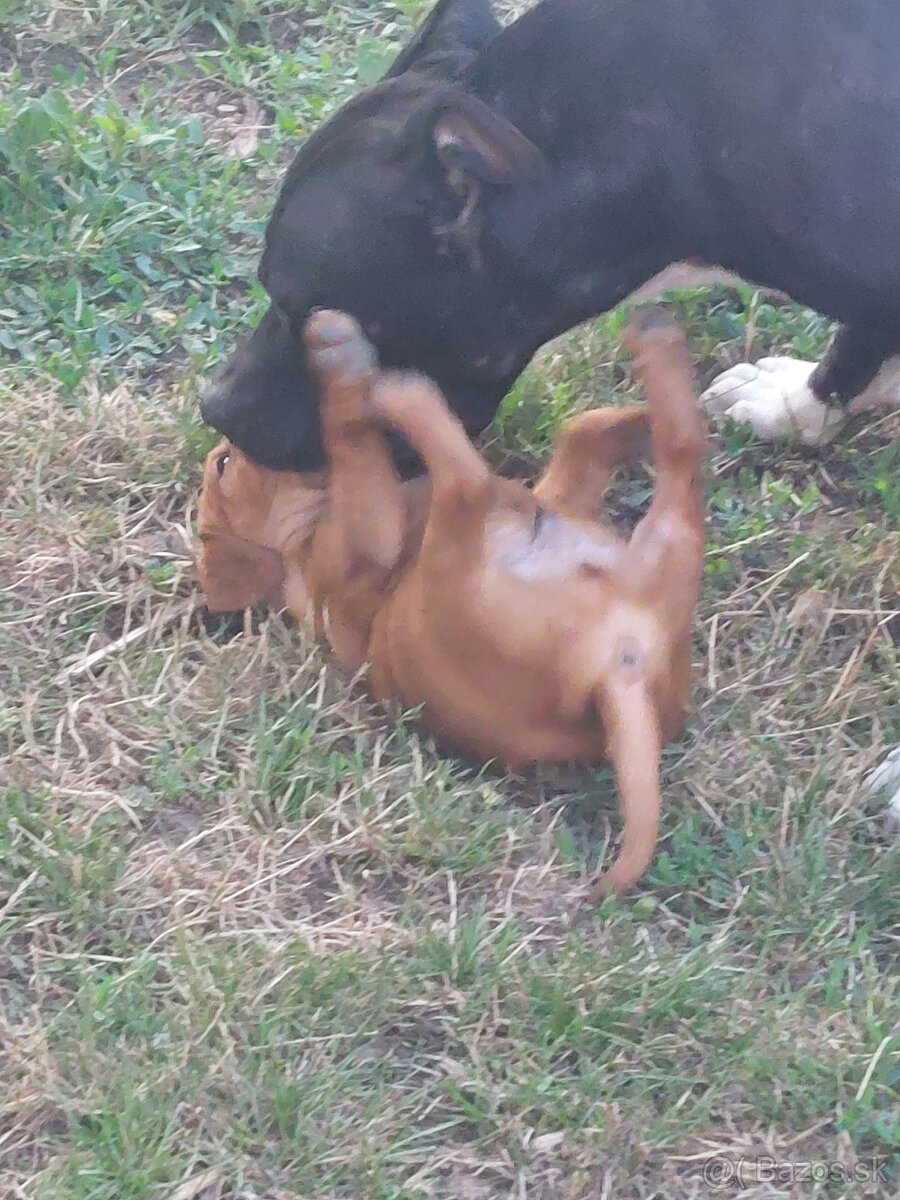 Predám amerického staforda