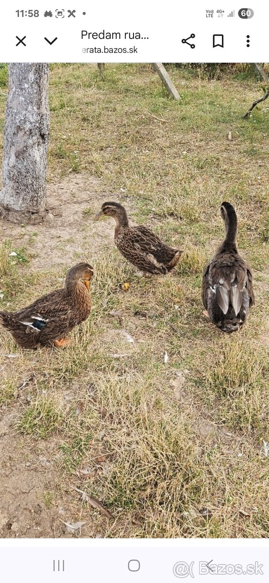 Predam ruanske kačice