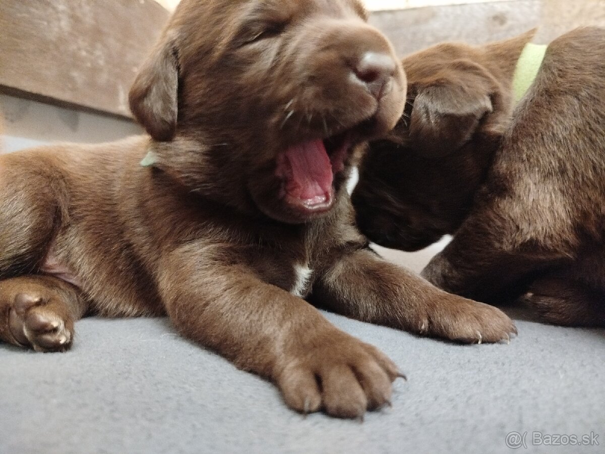 Čokoládový labrador