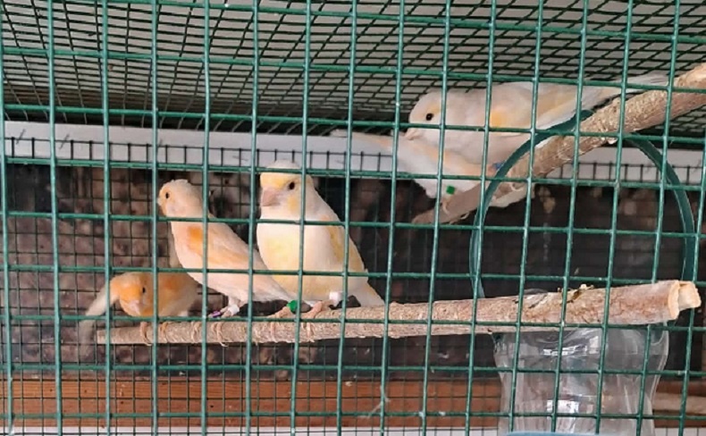 Predam samicky kanarikov r.2025