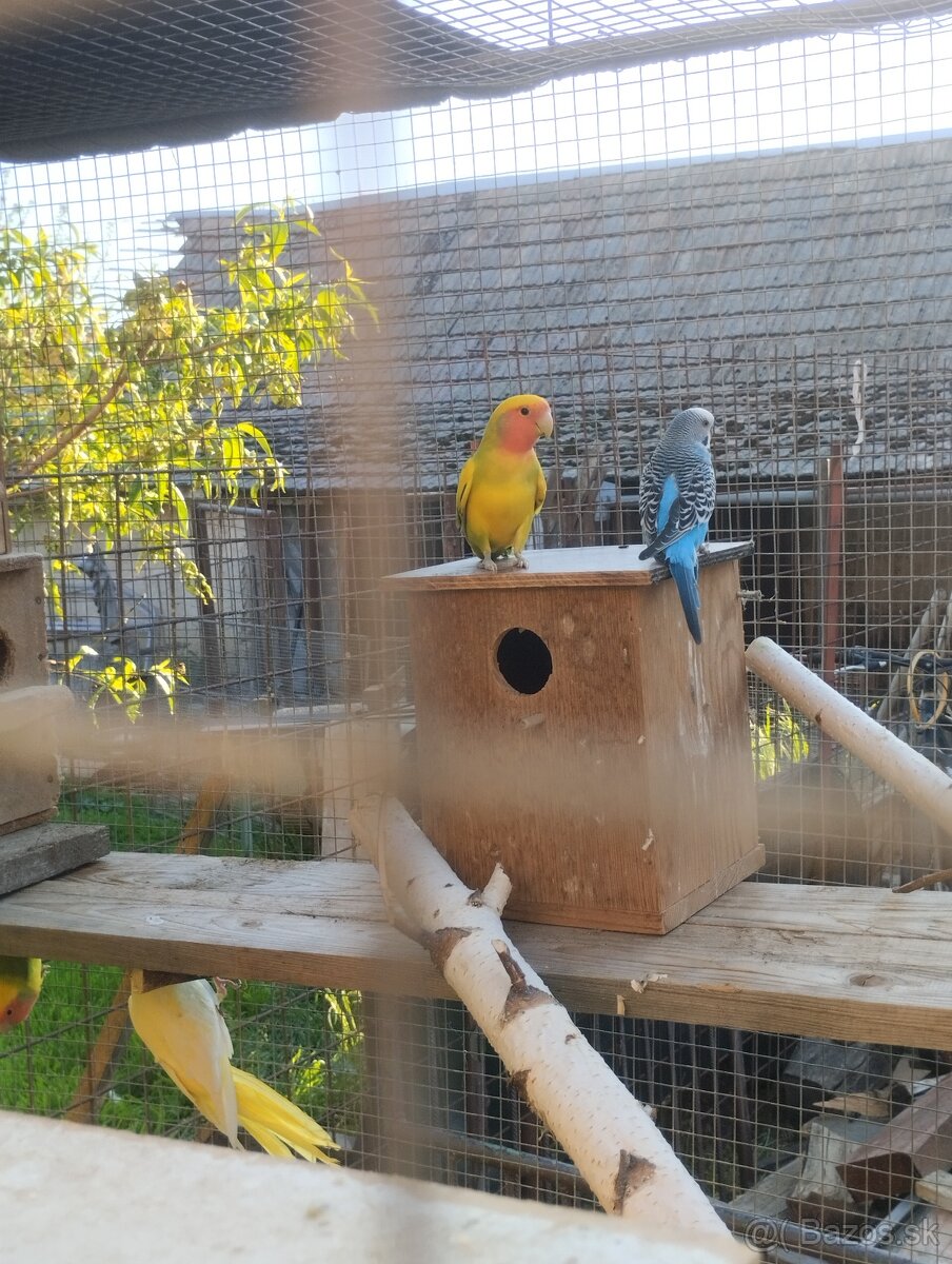 Agapornis