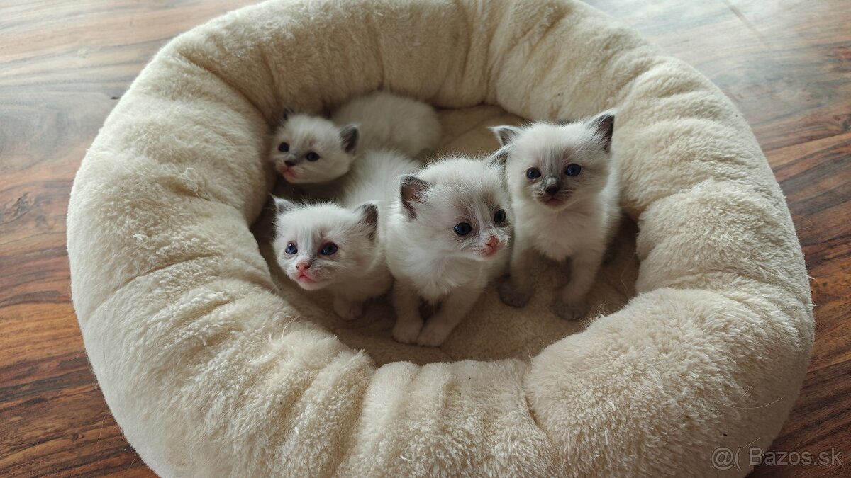 Ragdoll