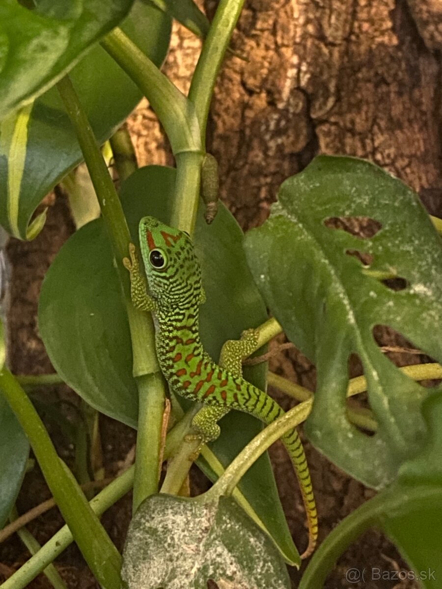 Felzuma madagaskarská - Phelsuma madagascariensis