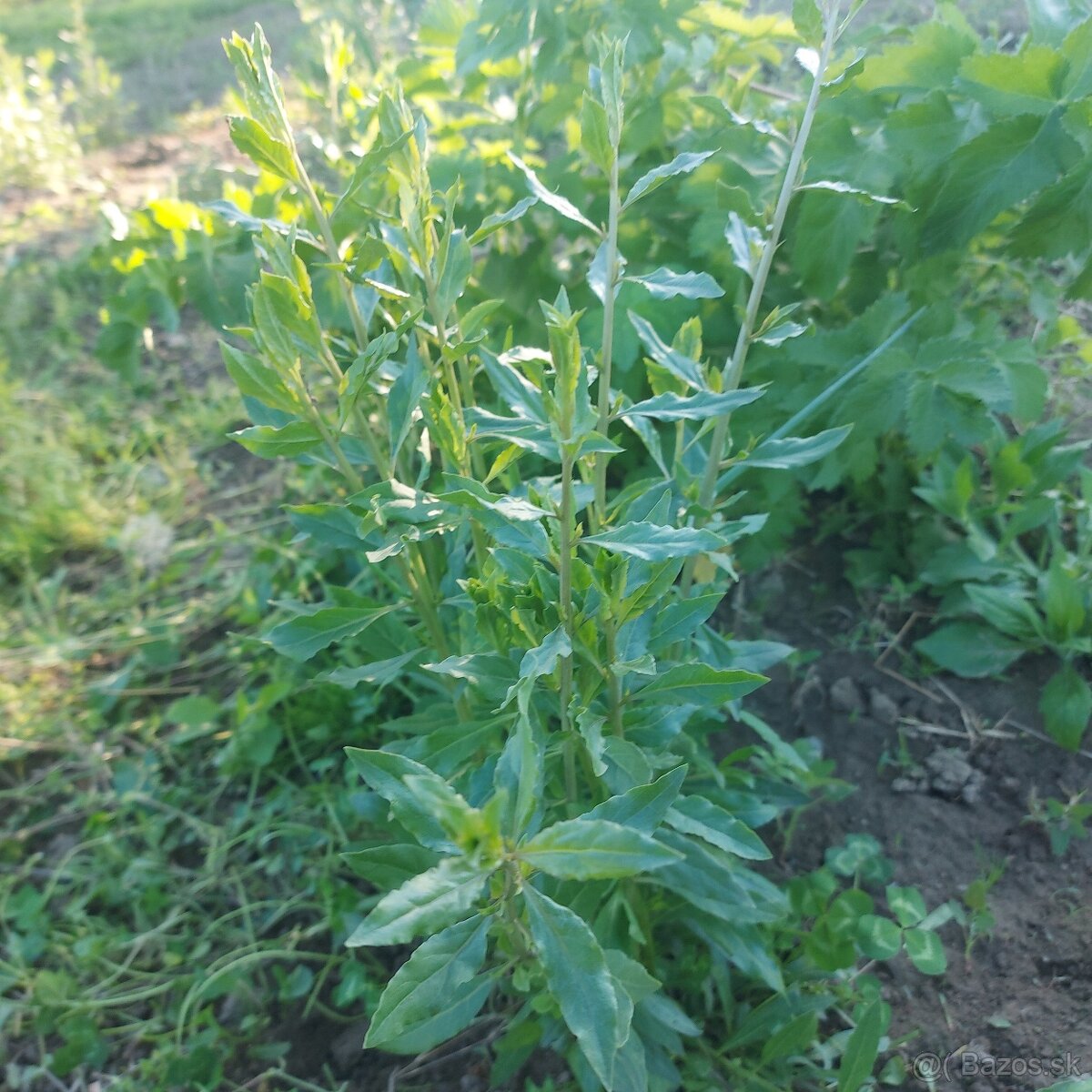 Goji kustovnica cinska