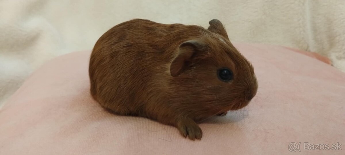 Morciatka
