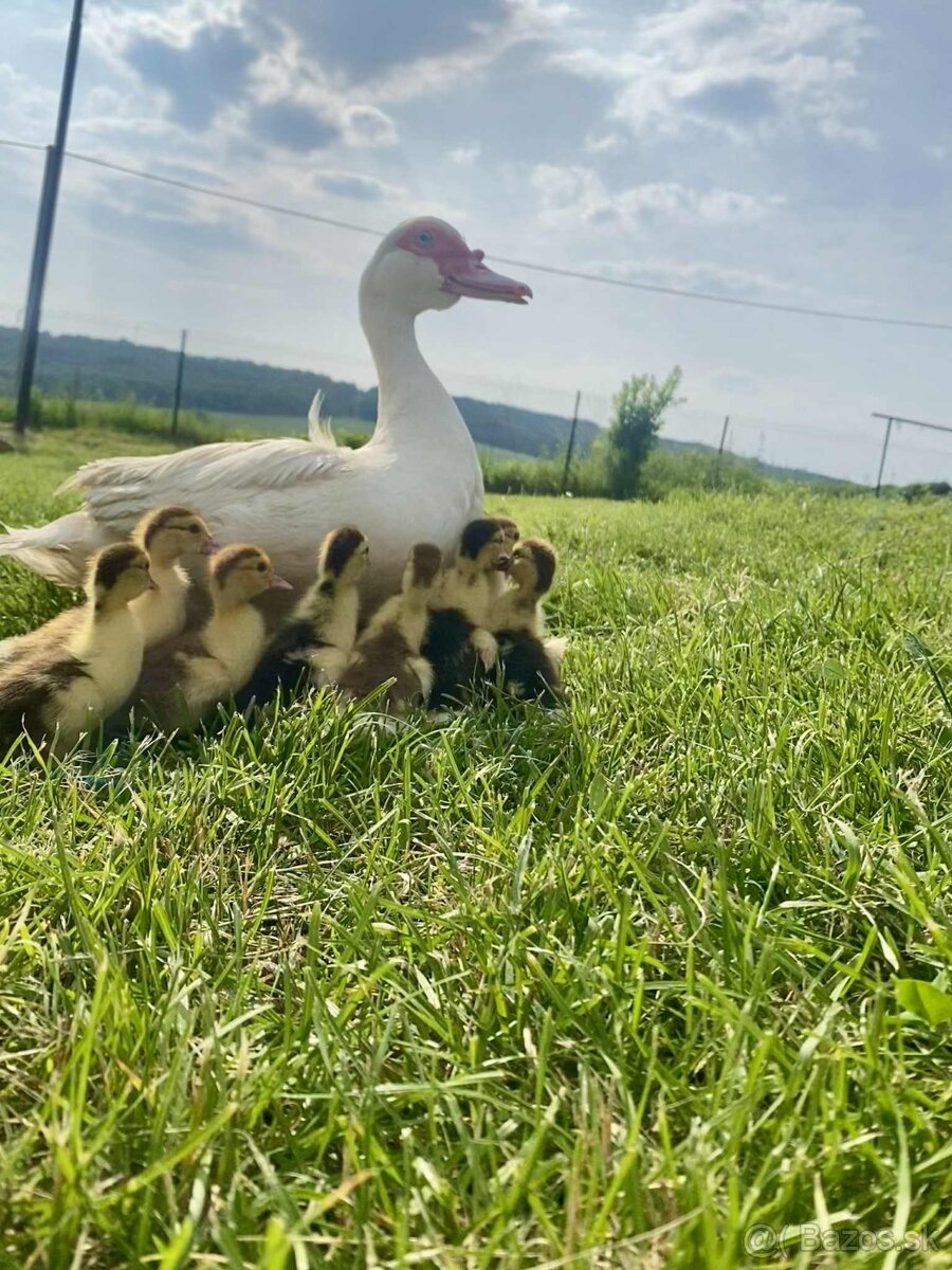 Predám mladé kačice