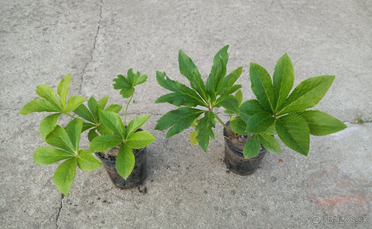 Čemerica, Iris, Liatria, Fakľovka, Hosta, Rudbekia......