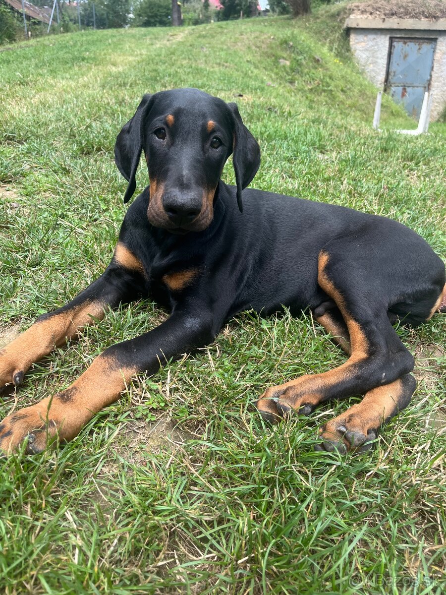 Doberman šteniatko-Psik