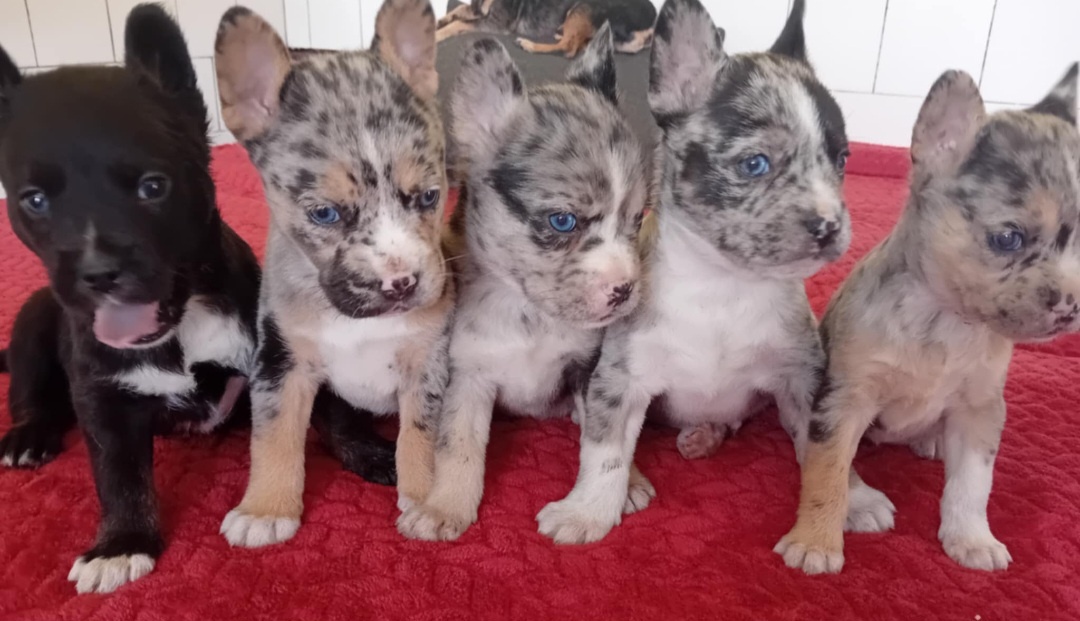 Francúzsky buldoček Blue Merle