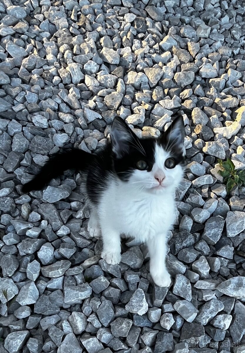 Darujeme 2,5 mesačne maciatka