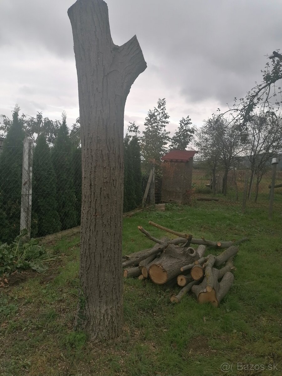 Orechový kmeň