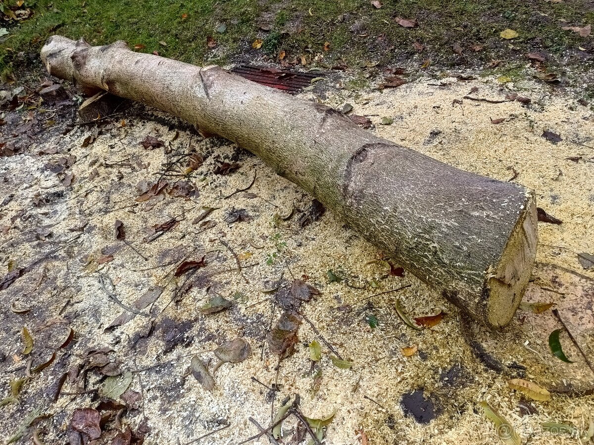 Predám kmeň orecha