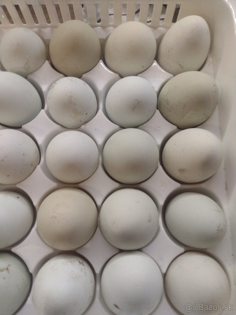 Domáce vajíčka a nasadove vajíčka Green shell