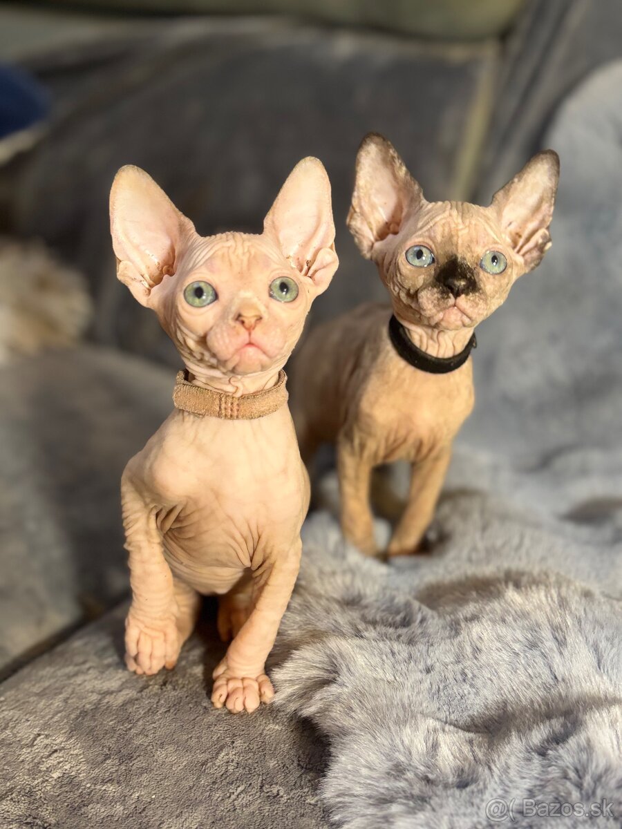 Kanadsky Sphynx