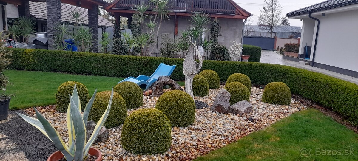 Predam buxus-kruspan