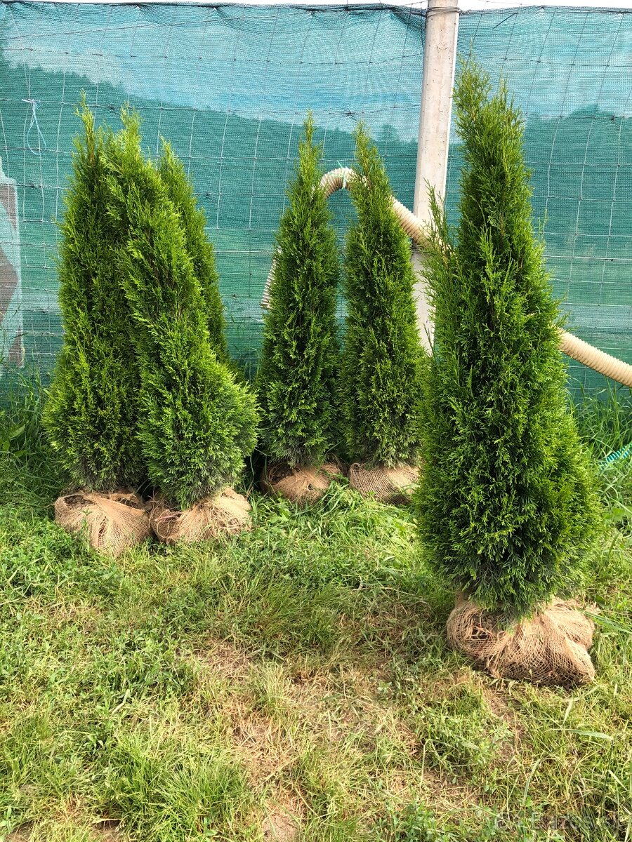 Tuje Smaragd - dovoz až na adresu